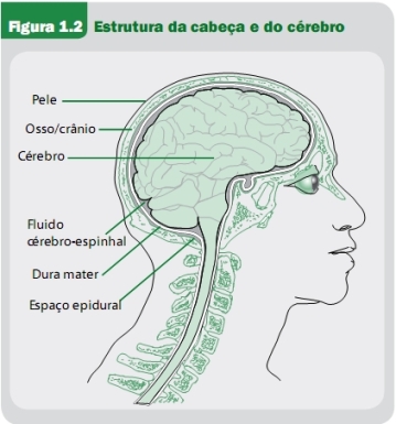 Figura 1